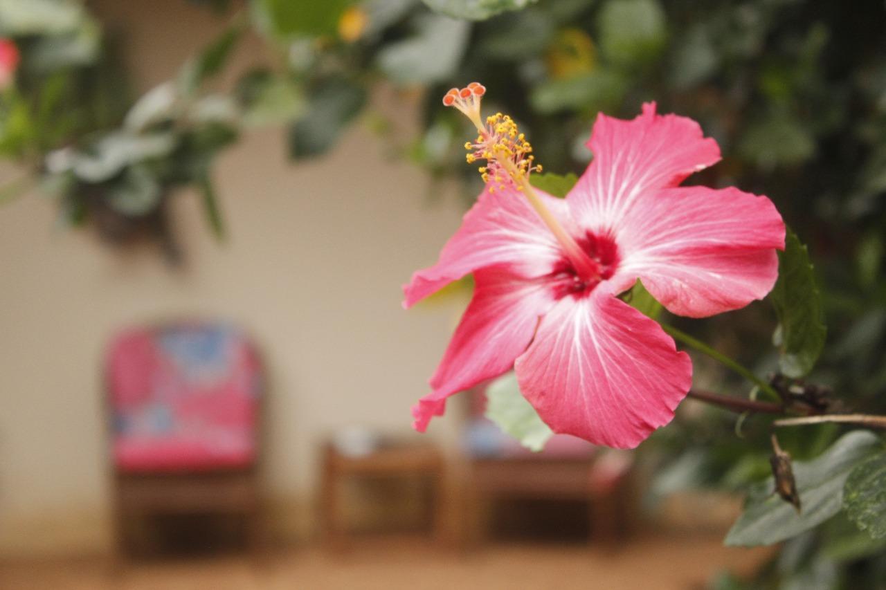 Vida Tropical Bed and Breakfast Alajuela Buitenkant foto
